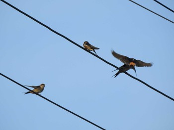 Red-rumped Swallow Unknown Spots Sun, 8/11/2019