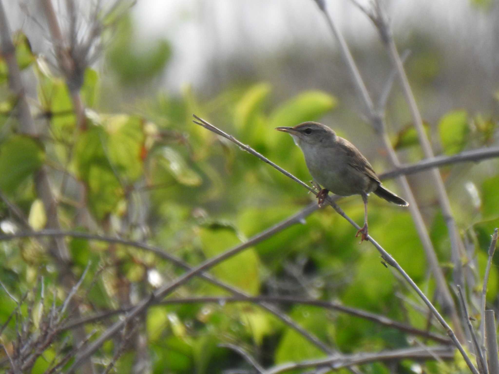 Photo of Styan's Grasshopper Warbler at  by horo-gold