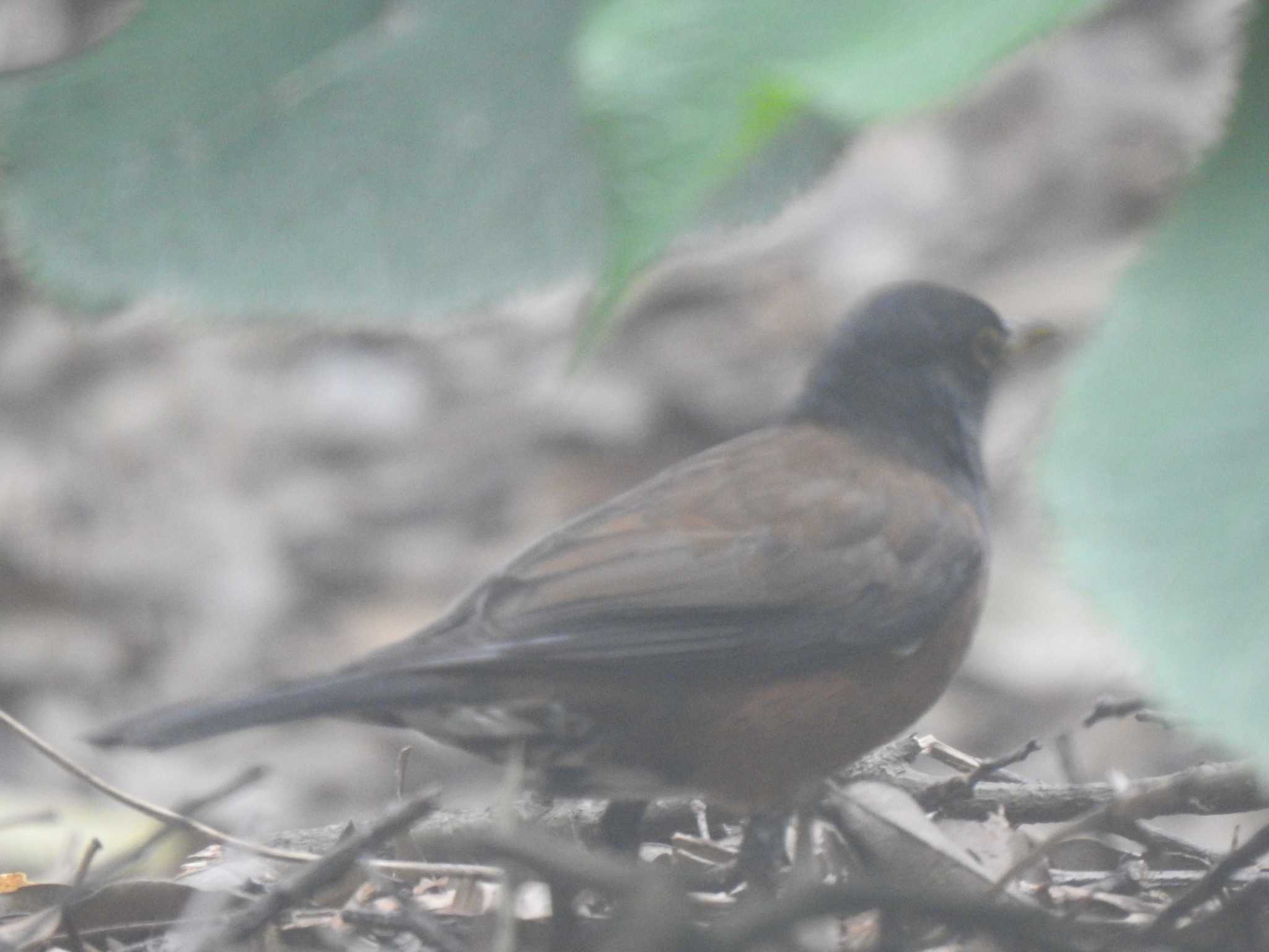 Photo of Izu Thrush at  by horo-gold