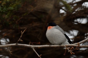 Eurasian Bullfinch Tomakomai Experimental Forest Sun, 12/15/2019