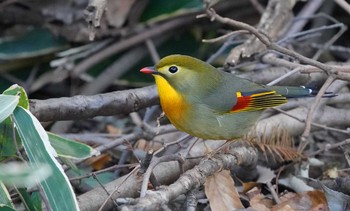 Red-billed Leiothrix 東京都多摩地域 Sun, 12/15/2019