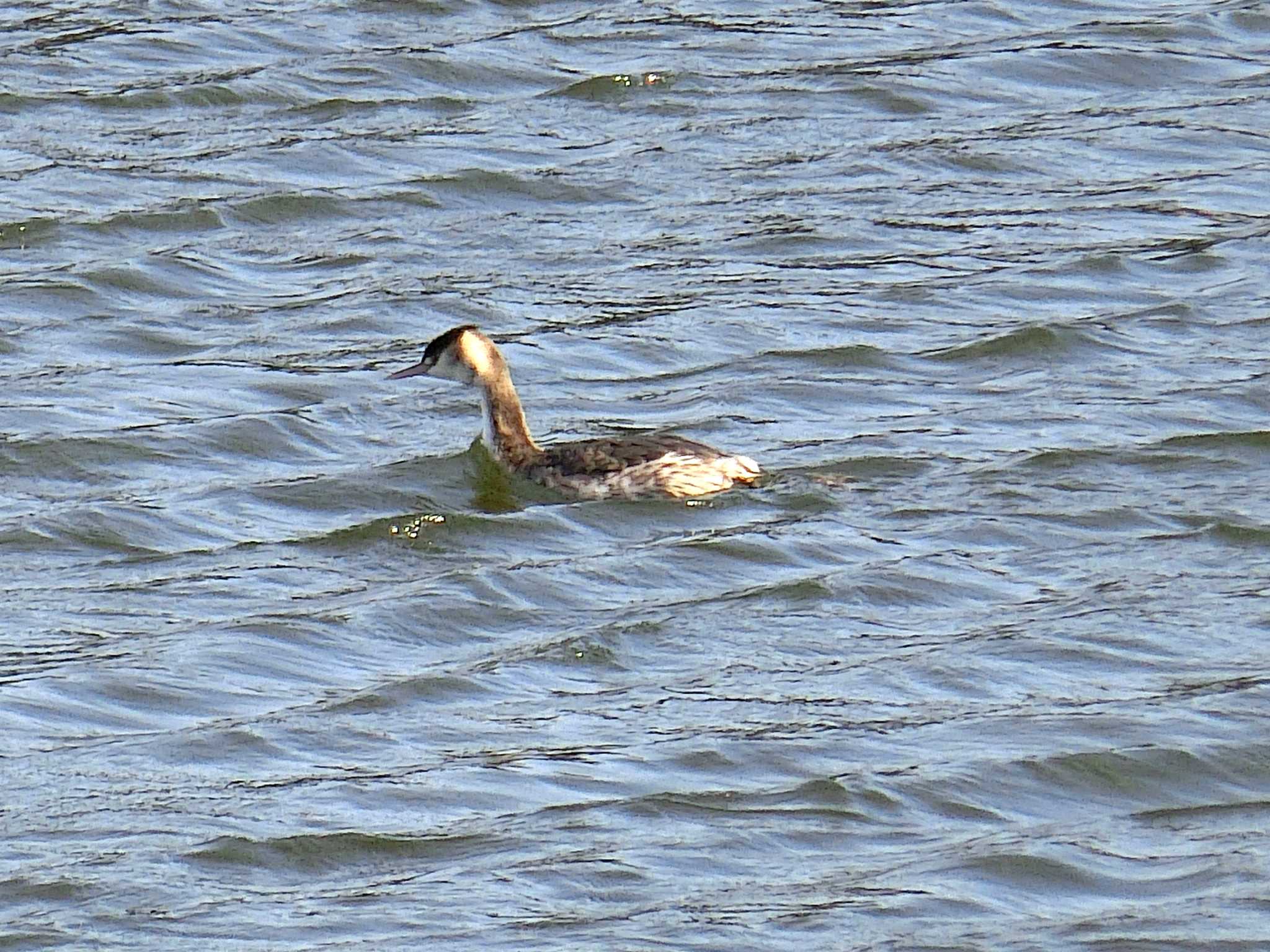 Great Crested Grebe