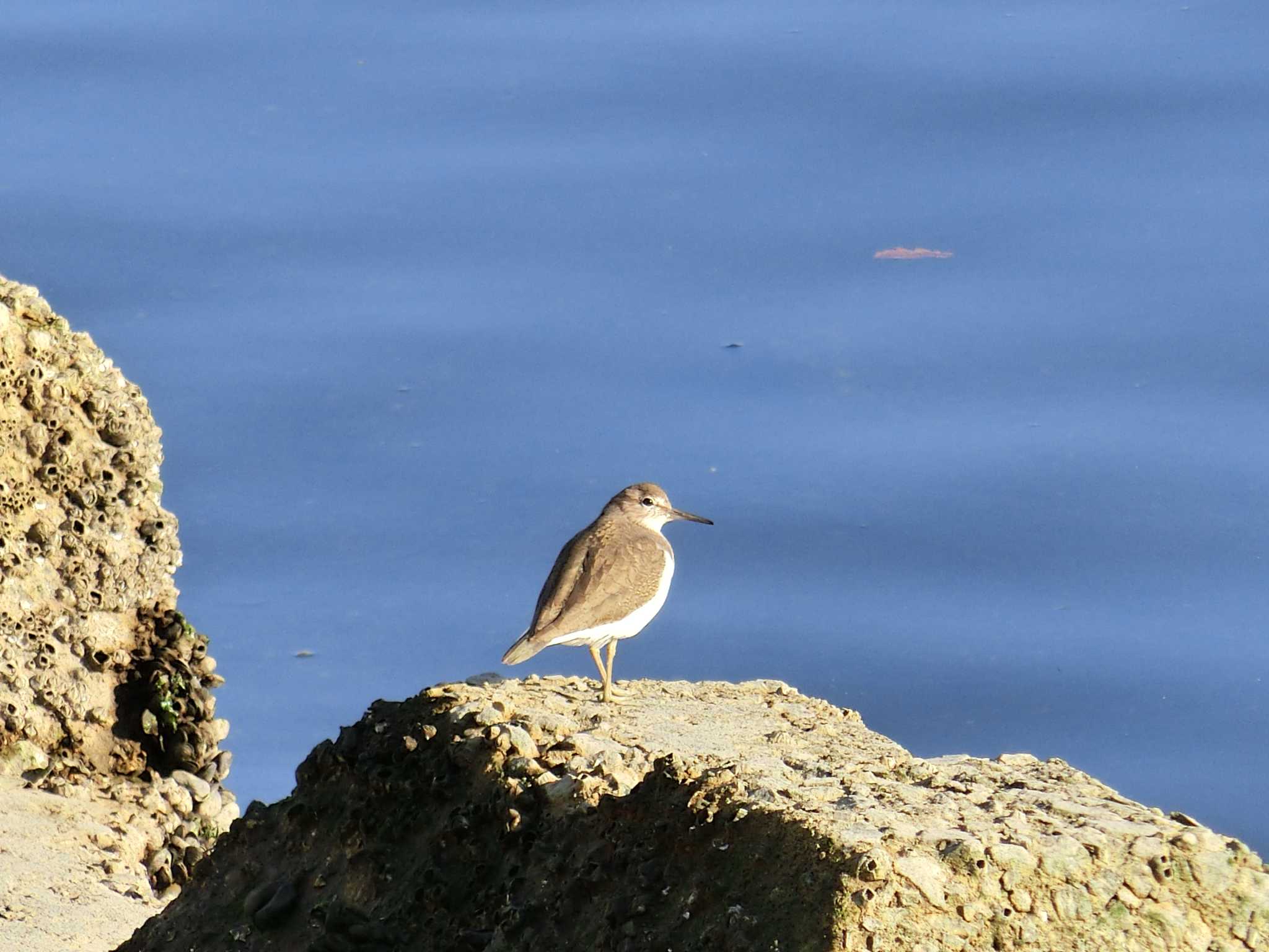 Common Sandpiper