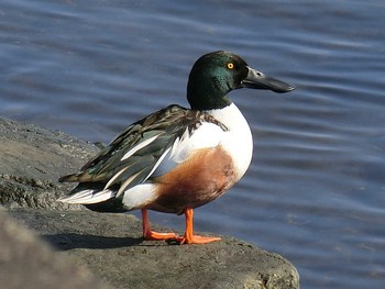 2019年12月15日(日) 天白川の野鳥観察記録