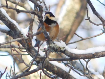 2019年12月15日(日) 北大研究林(北海道大学苫小牧研究林)の野鳥観察記録