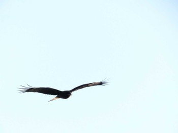 2019年12月15日(日) 鵡川河口の野鳥観察記録