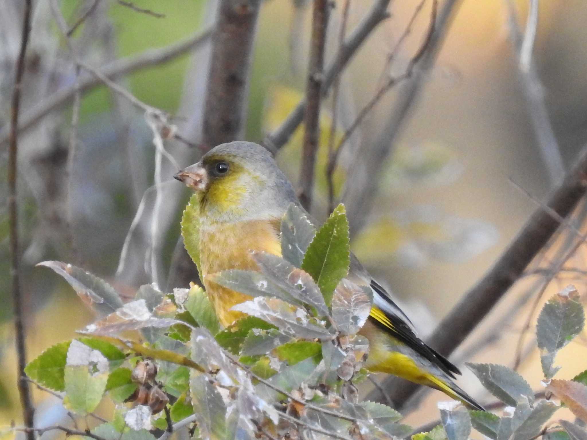 東京港野鳥公園 カワラヒワの写真 by TK2