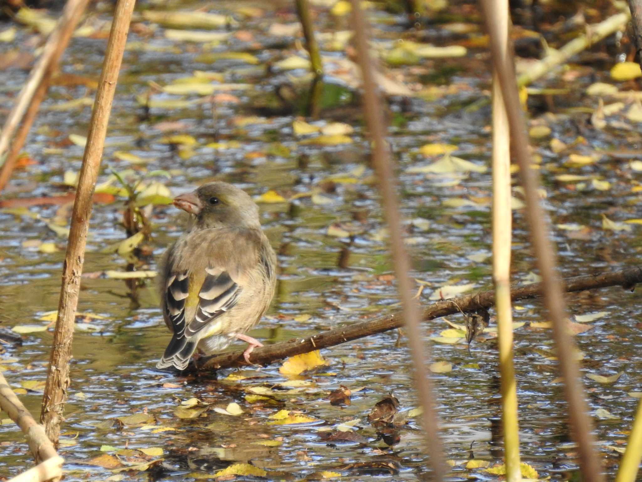 東京港野鳥公園 カワラヒワの写真 by TK2