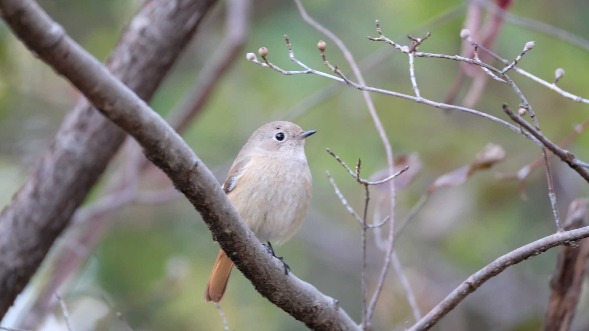 権現山(弘法山公園) ジョウビタキの写真 by ko1smr