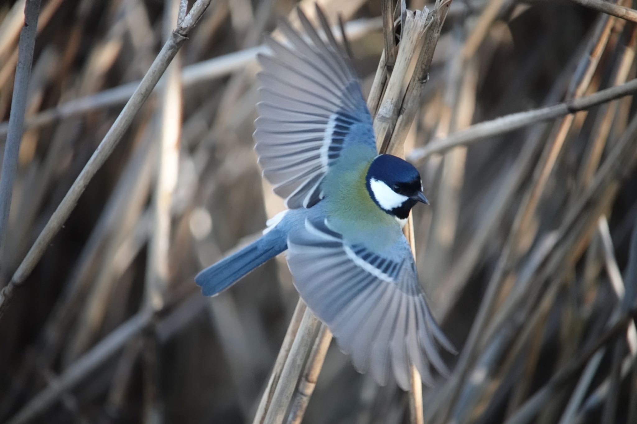 Photo of Japanese Tit at 習志野市 by ねぼすけ