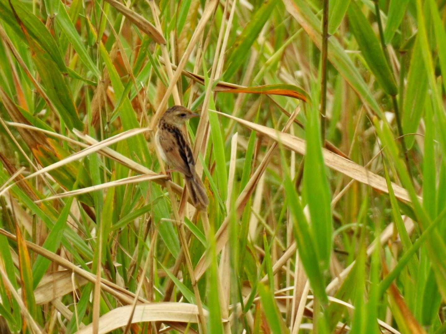 Photo of Marsh Grassbird at 利根川 by ねぼすけ