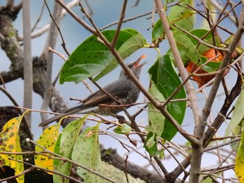 Brown-eared Bulbul Unknown Spots Sat, 10/19/2019