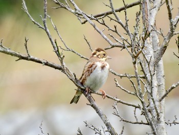 Rustic Bunting 早川町 Sun, 10/20/2019