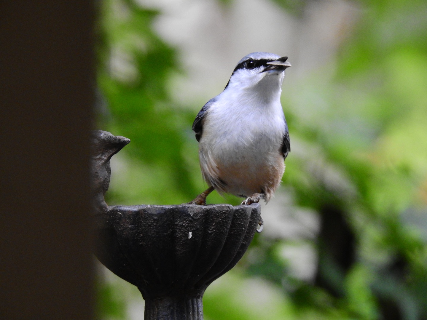 Photo of Eurasian Nuthatch at  by ねぼすけ