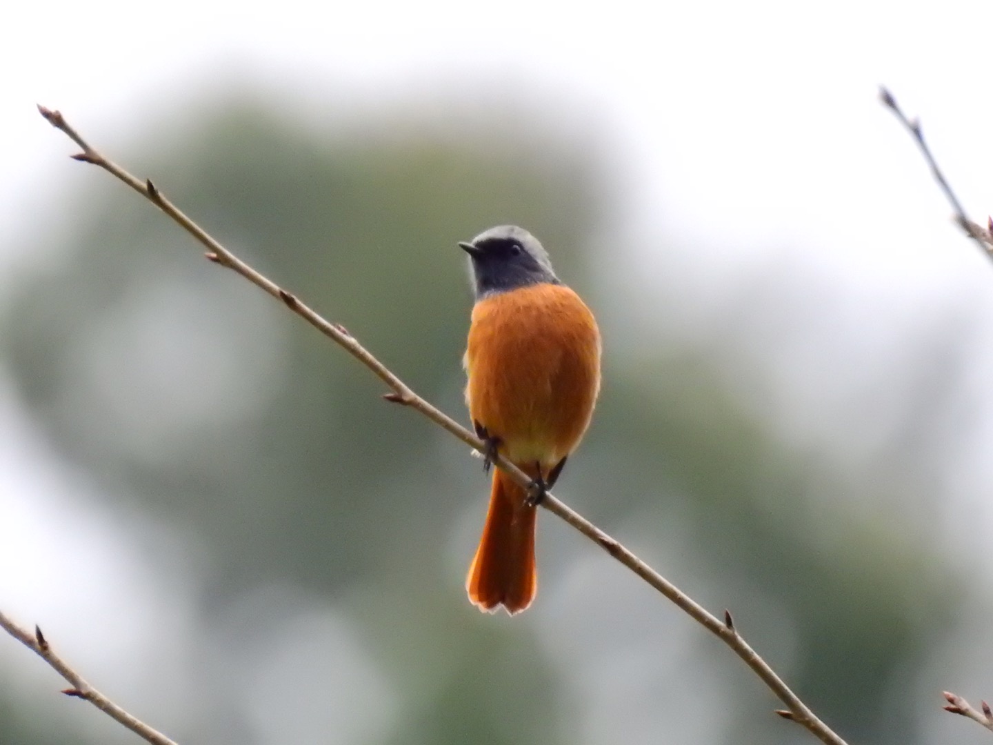 Photo of Daurian Redstart at  by ねぼすけ