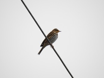 Olive-backed Pipit 早川町 Mon, 10/21/2019