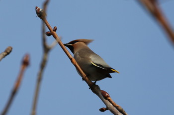 2019年12月15日(日) 北海道 函館市 東山の野鳥観察記録