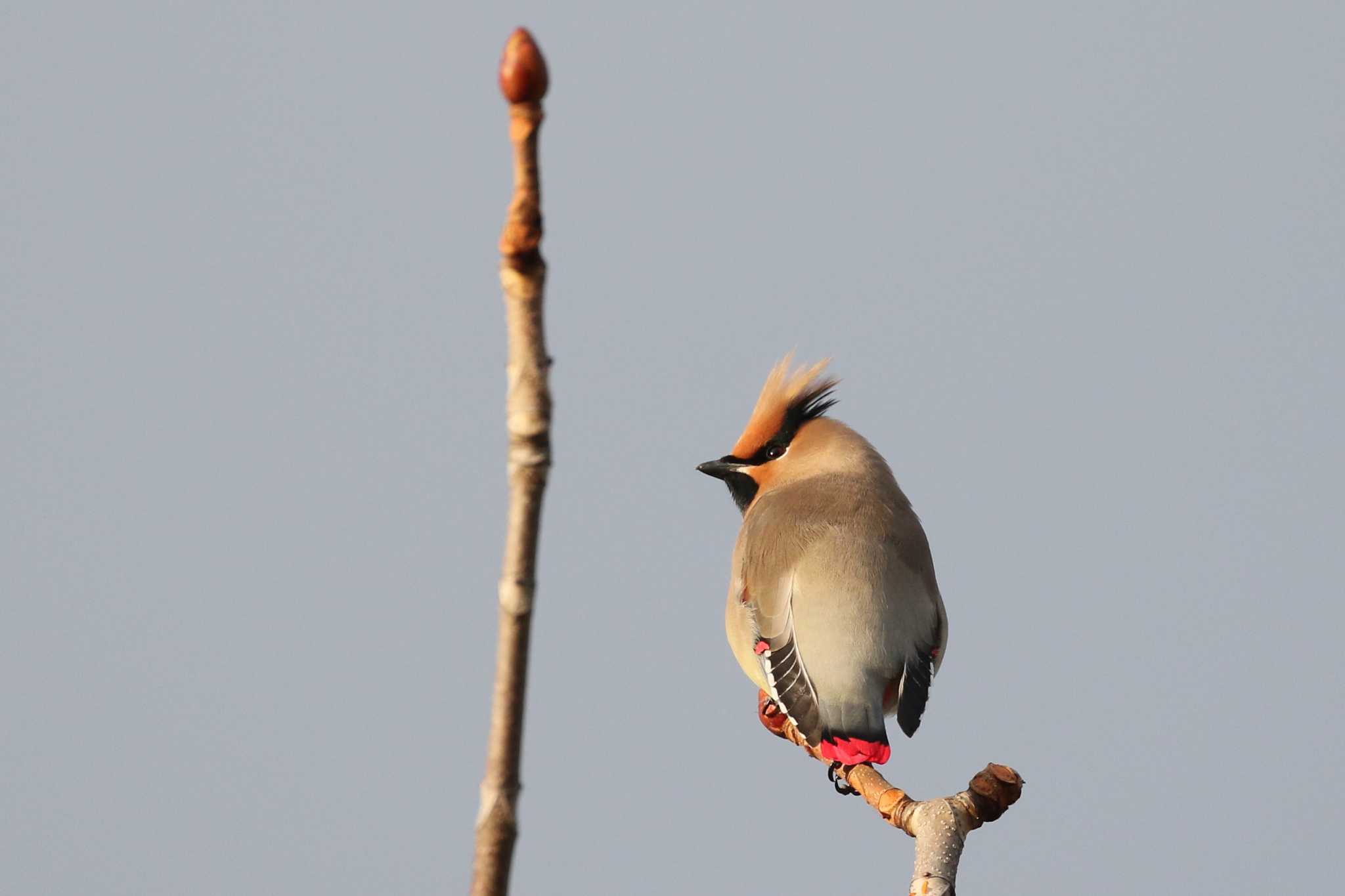 Japanese Waxwing