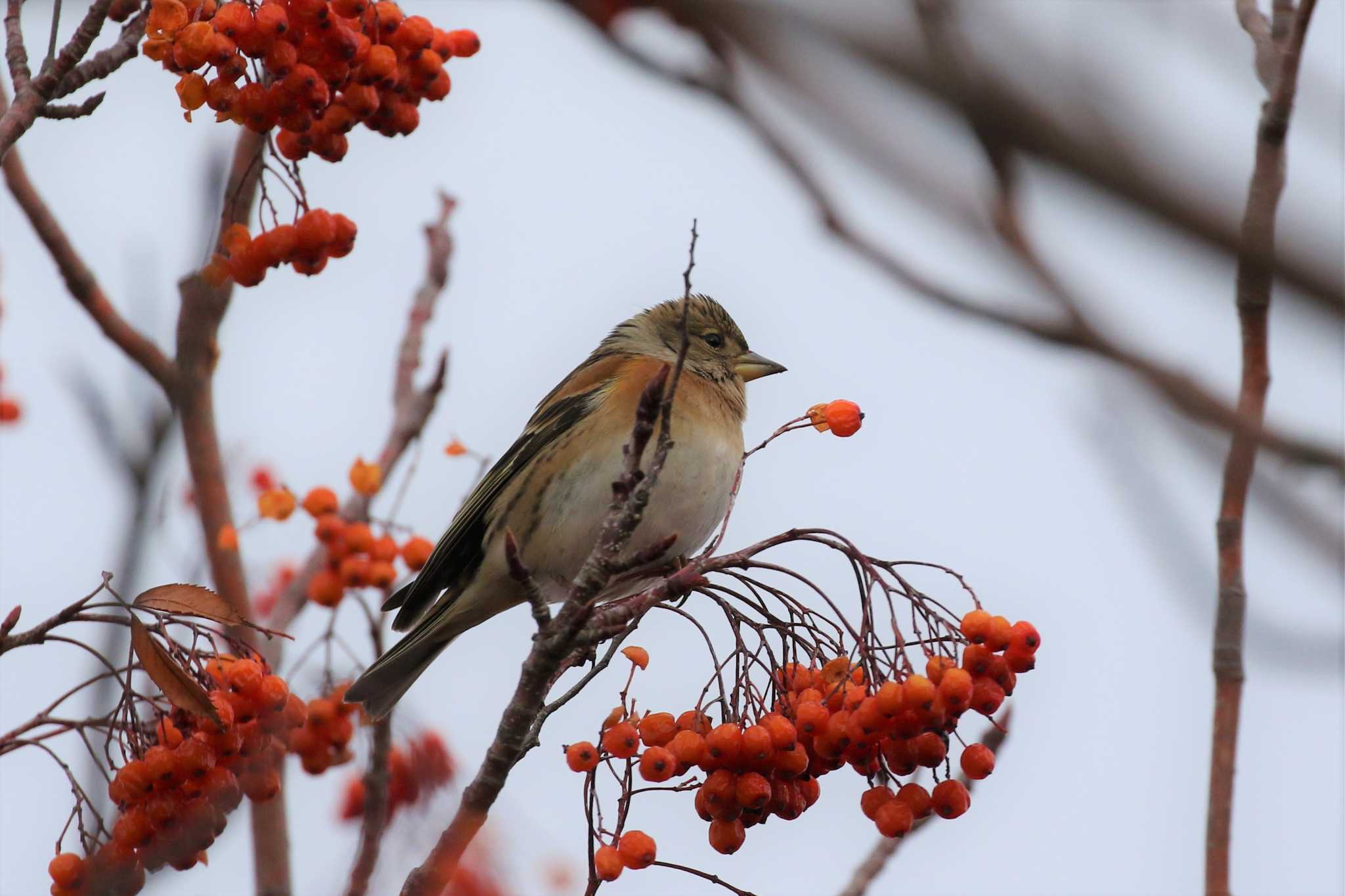 Brambling