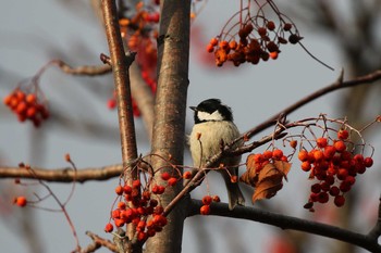 ヒガラ 北海道 函館市 東山 2019年12月15日(日)