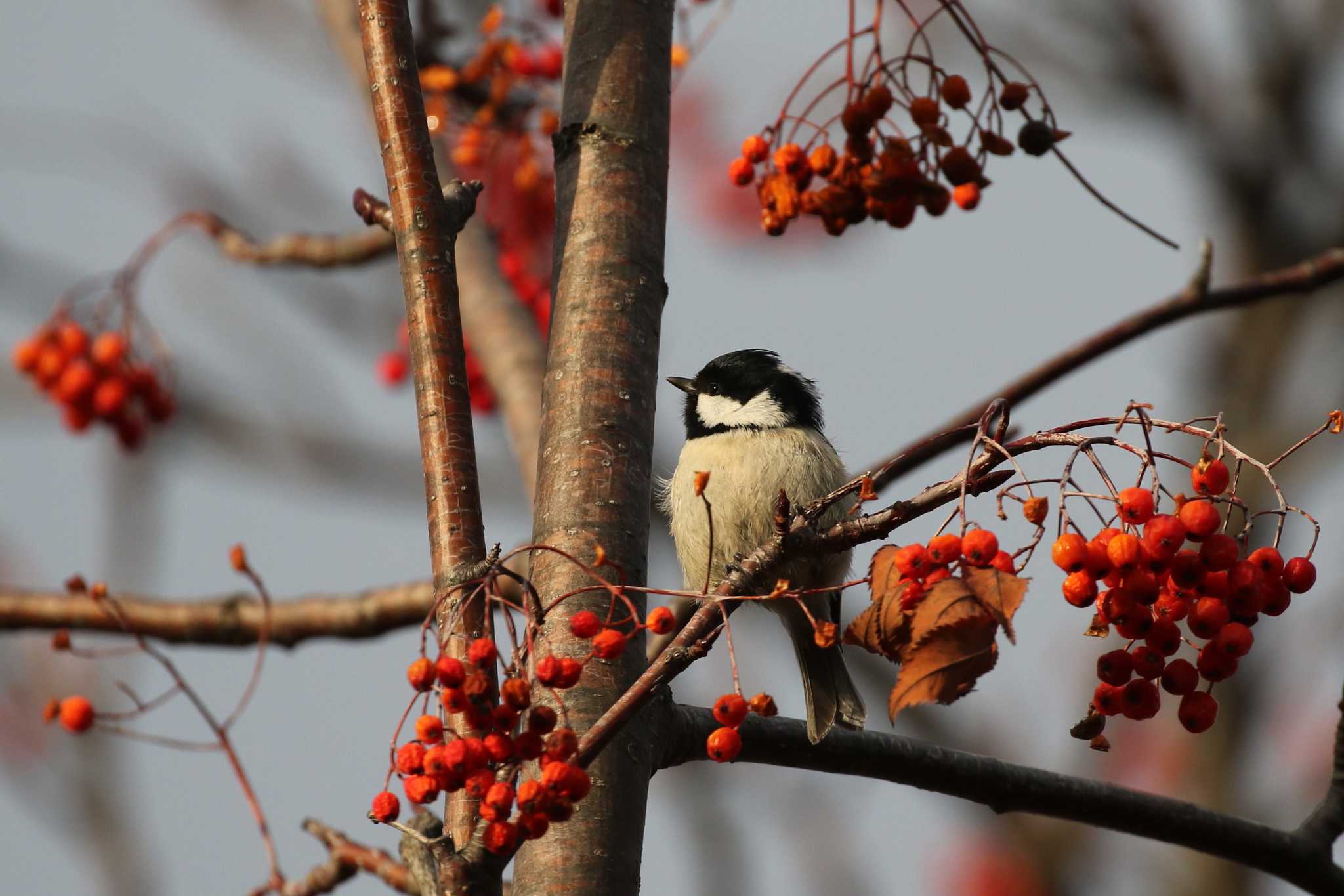 Coal Tit