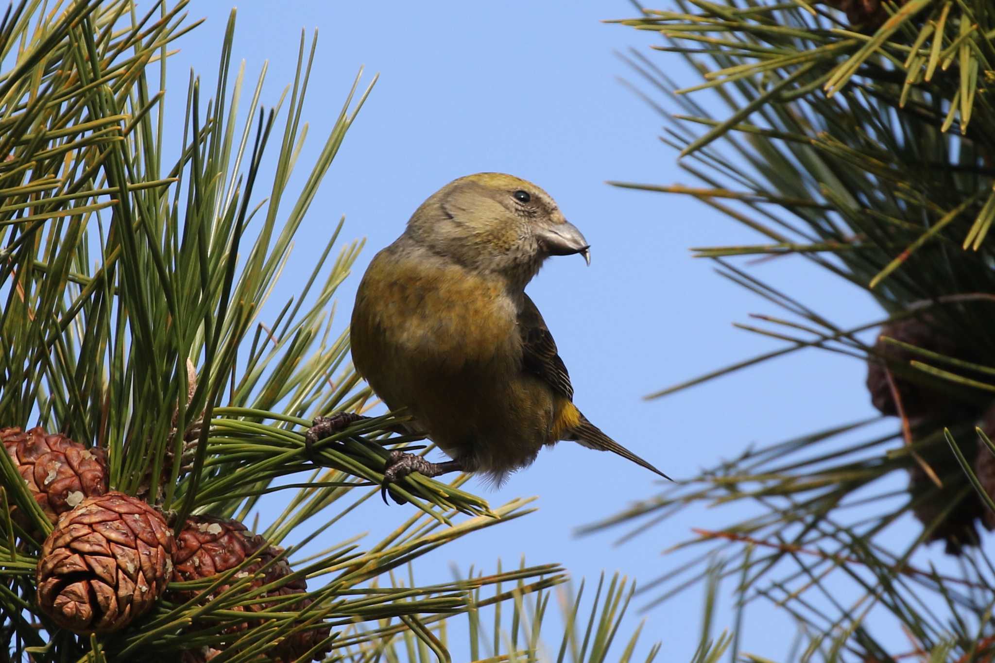 Red Crossbill