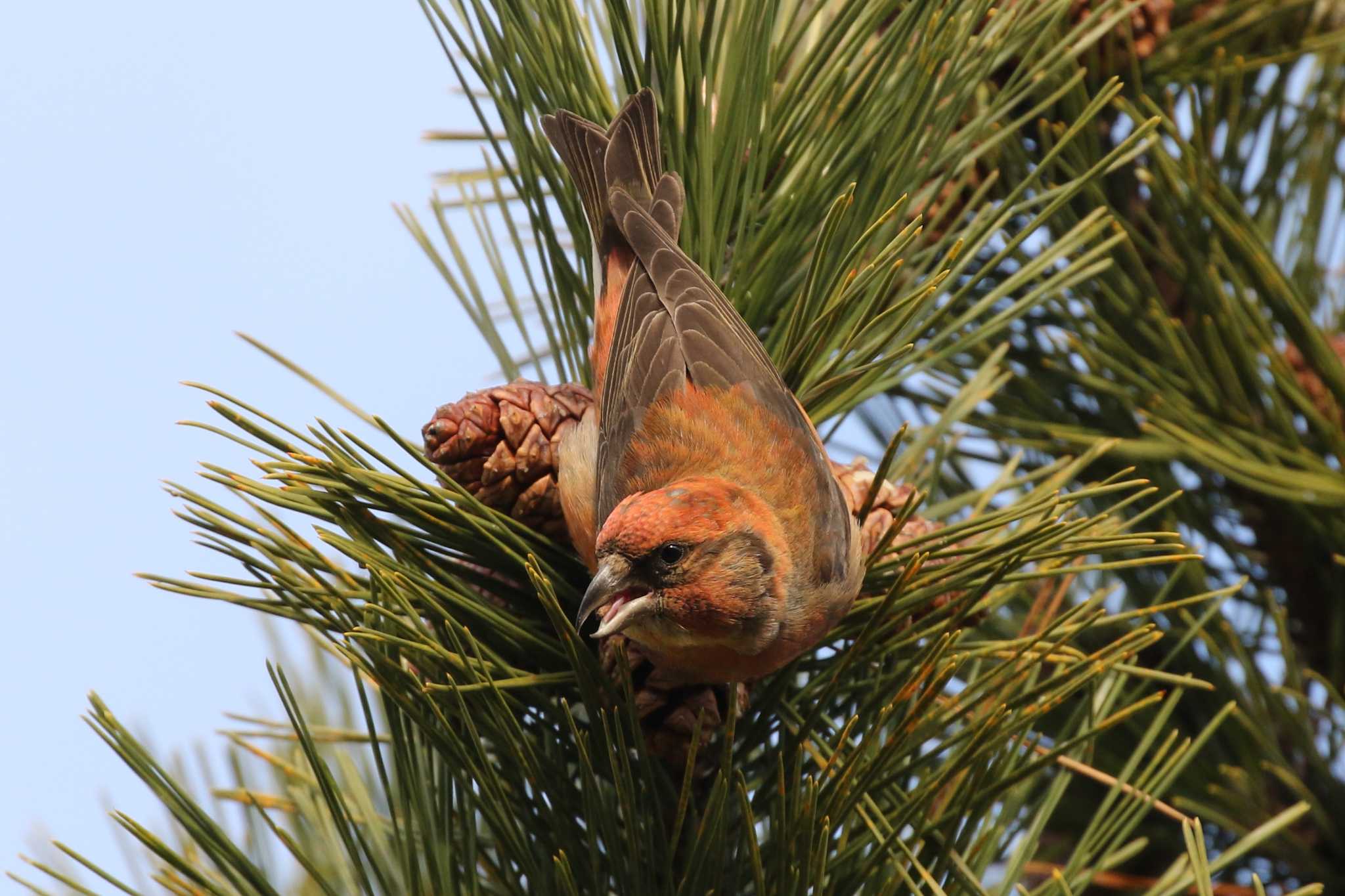 Red Crossbill