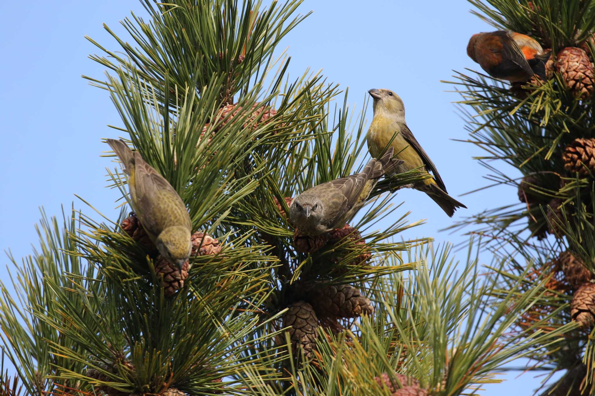 Red Crossbill