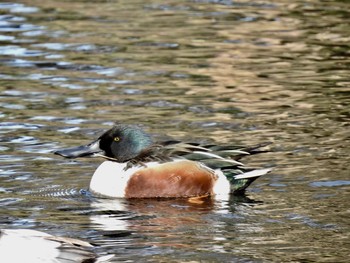 2019年12月15日(日) 新宿御苑の野鳥観察記録