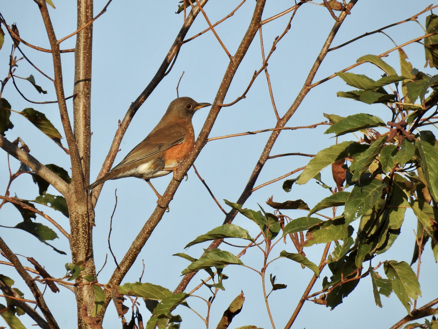 Photo of Brown-headed Thrush at 我孫子 by ねぼすけ