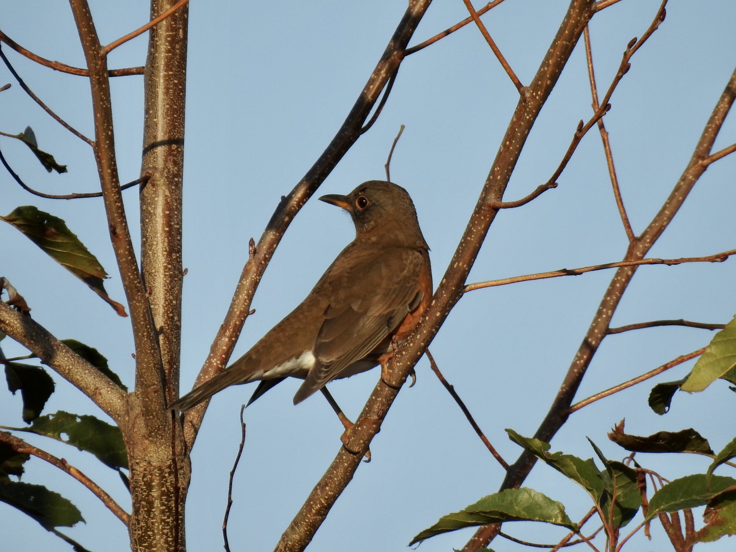 Photo of Brown-headed Thrush at 我孫子 by ねぼすけ