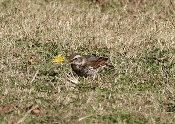 Dusky Thrush 千葉市 Thu, 12/5/2019