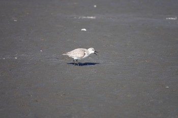 Sanderling 船橋市 Sun, 12/8/2019