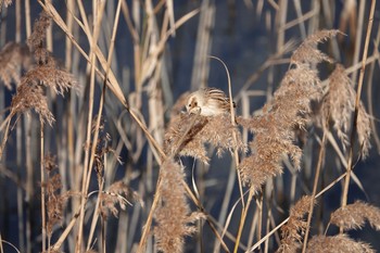 Common Reed Bunting 習志野市 Sat, 12/14/2019