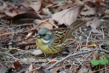 Masked Bunting 千葉市 Fri, 12/13/2019