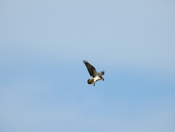 Osprey 山武市 Sat, 11/2/2019