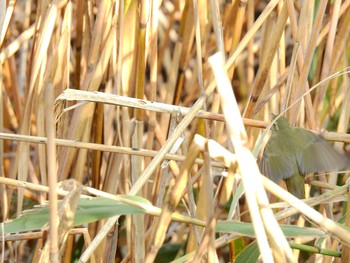 Japanese Bush Warbler 習志野市 Sat, 11/9/2019