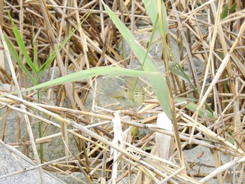 ウグイス 習志野市 2019年11月9日(土)