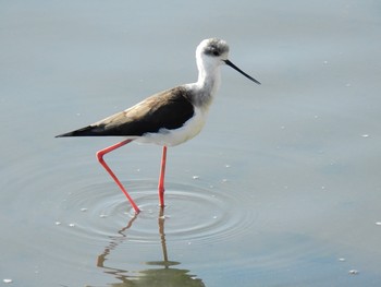 Black-winged Stilt 習志野市 Sat, 11/9/2019