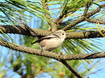 Long-tailed Tit 習志野市 Sat, 11/9/2019