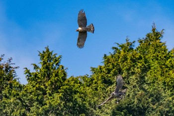 Mountain Hawk-Eagle Unknown Spots Sun, 12/15/2019