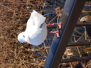 ユリカモメ 上野恩賜公園 2019年12月15日(日)