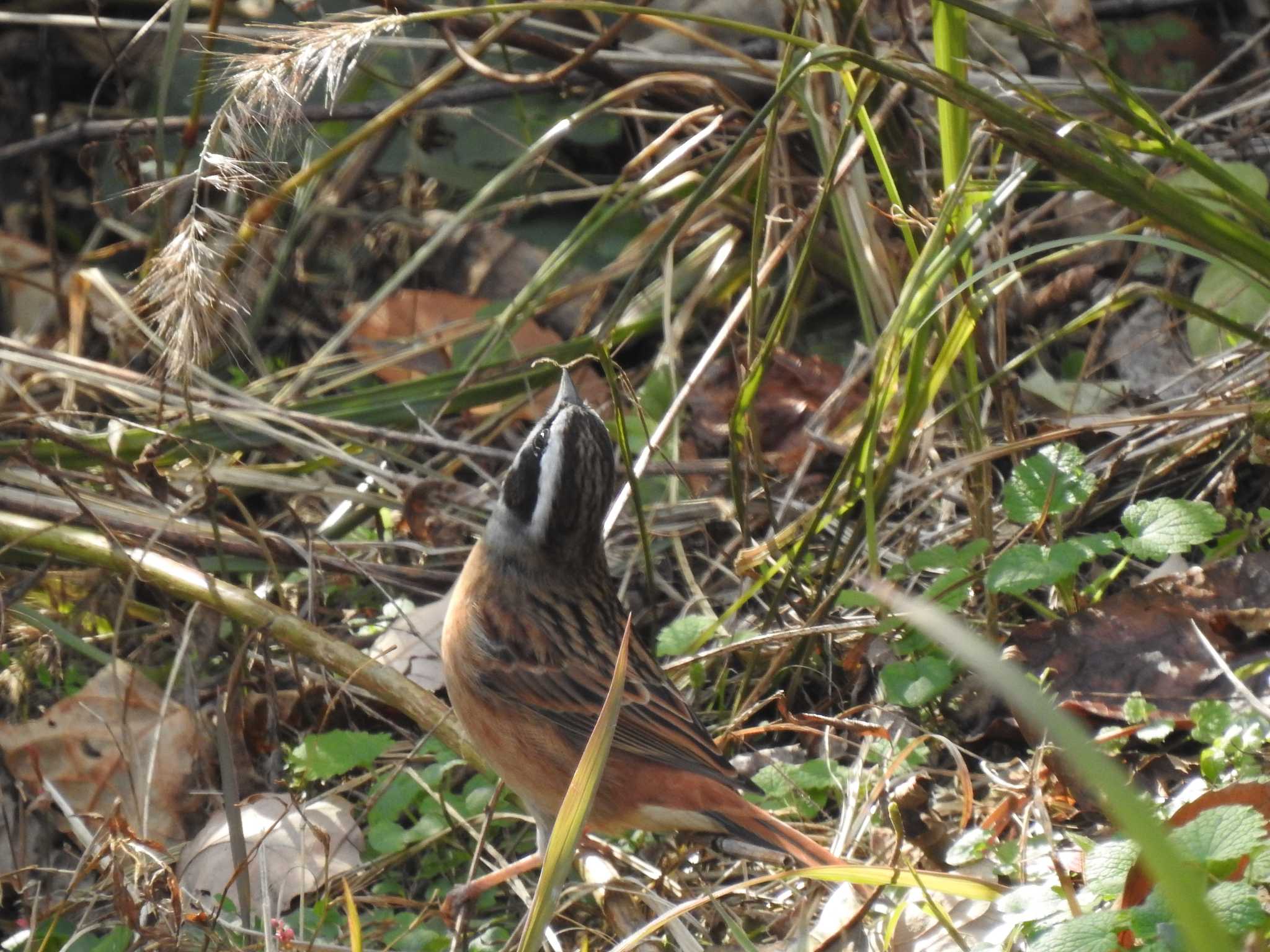 Photo of Meadow Bunting at 各務野自然遺産の森 by saseriru