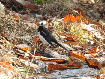 Japanese Wagtail 各務野自然遺産の森 Sun, 12/15/2019