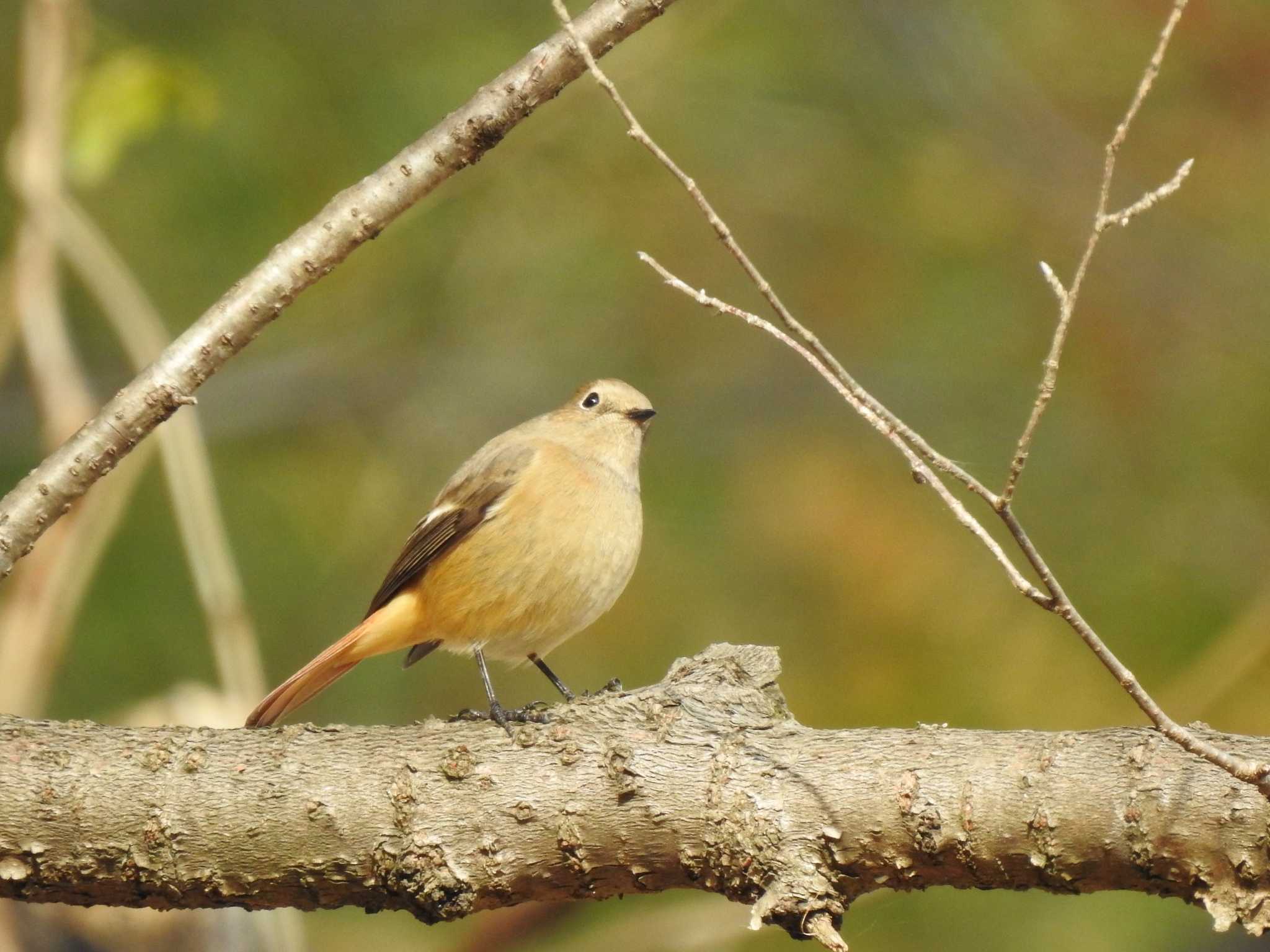 Photo of Daurian Redstart at 各務野自然遺産の森 by saseriru