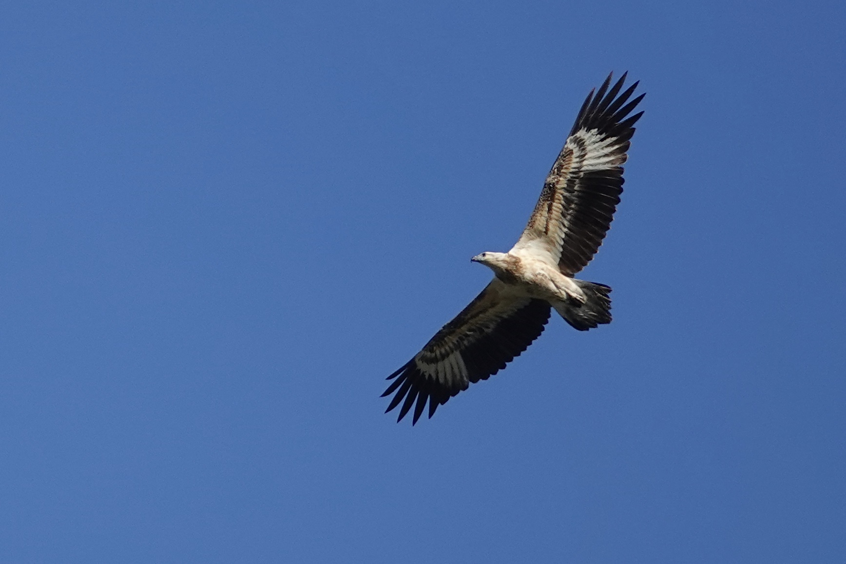 White-bellied Sea Eagle