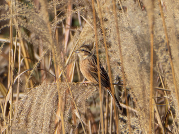 Meadow Bunting 芝川第一調節池(芝川貯水池) Sun, 12/8/2019