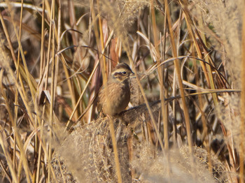 Meadow Bunting 芝川第一調節池(芝川貯水池) Sun, 12/8/2019