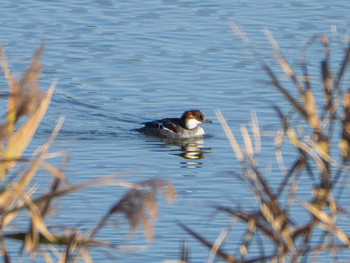 Smew 芝川第一調節池(芝川貯水池) Sun, 12/8/2019