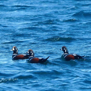 Harlequin Duck 福島県いわき市 Fri, 1/11/2019